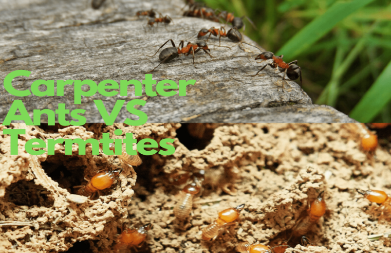 Ants Vs Termite