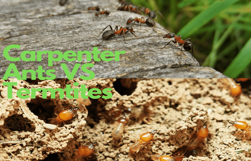 Ants Vs Termites: Who Poses More Threats to Your House?