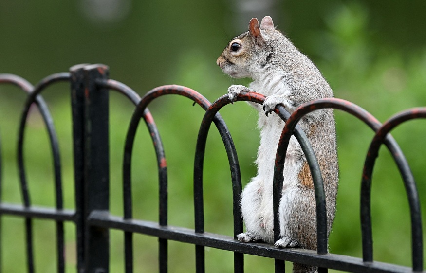 How to Control Grey Squirrels in Your Garden?