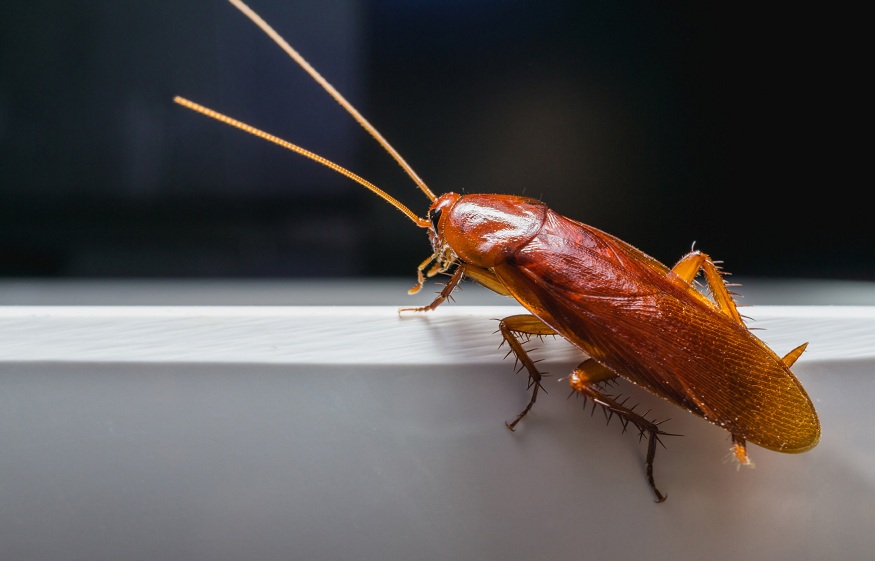 Pest Advice for Controlling Cockroaches