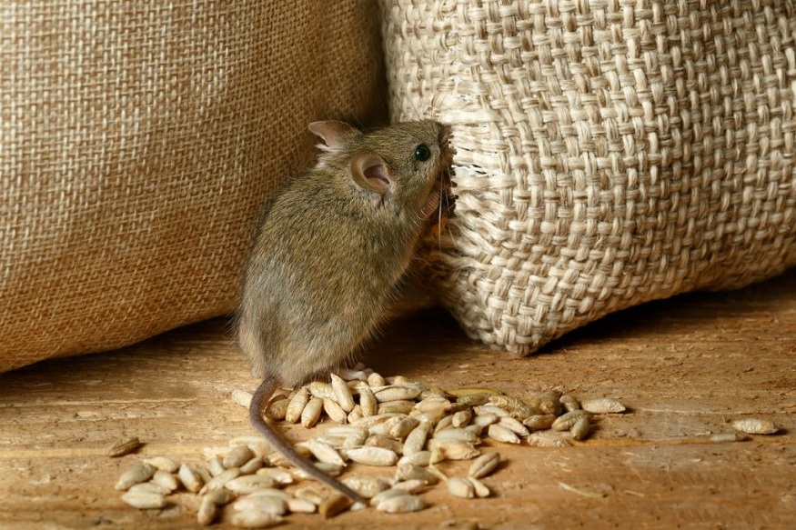 Remove Rodents In Your Home In Six Steps