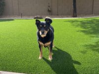 Benefits of Pet-Friendly Turf in Phoenix