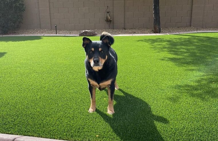 Benefits of Pet-Friendly Turf in Phoenix