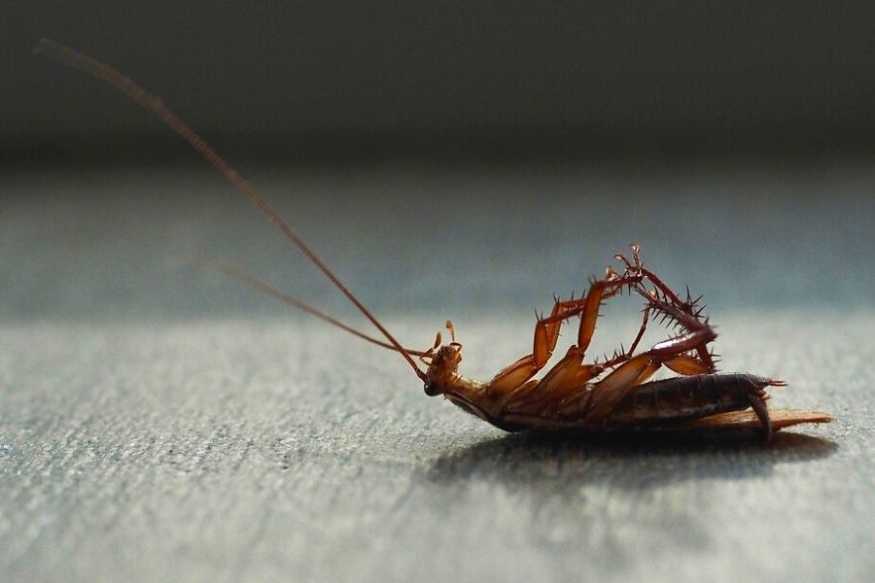 How to Remove Cockroaches from Your Home in 10 Simple Steps