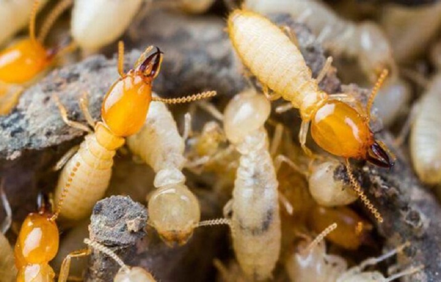 How to Deal With Pharaoh Ants in Urban Settings