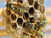 pest exterminator meridian