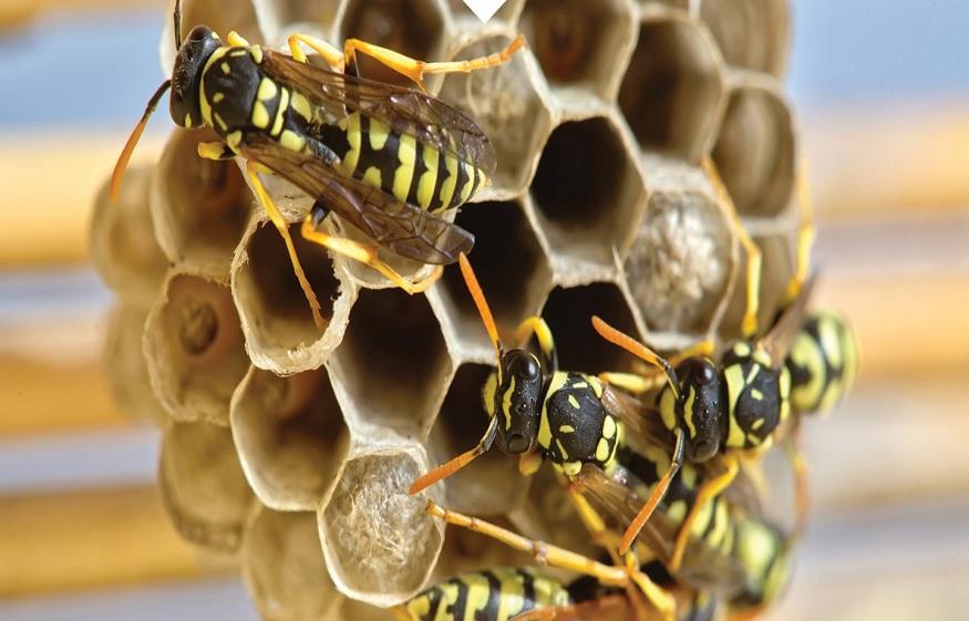 The Real Cost of Ignoring Early Signs of Pest Activity